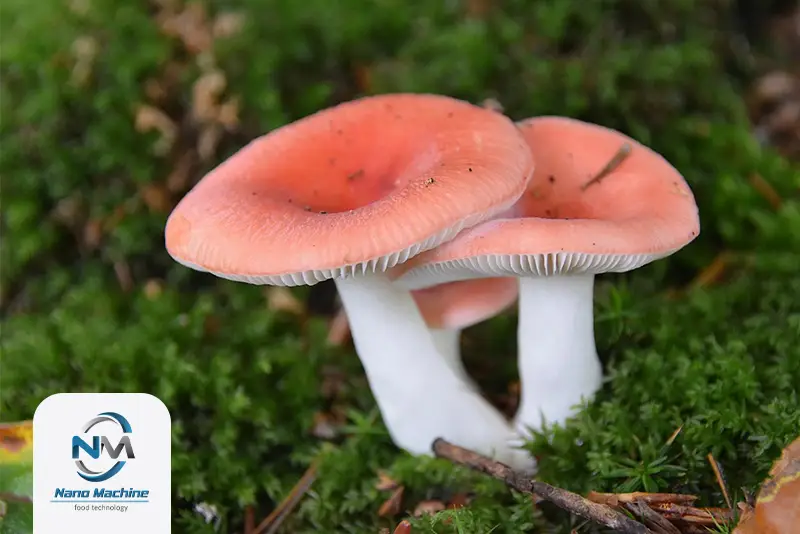 قارچ Russula