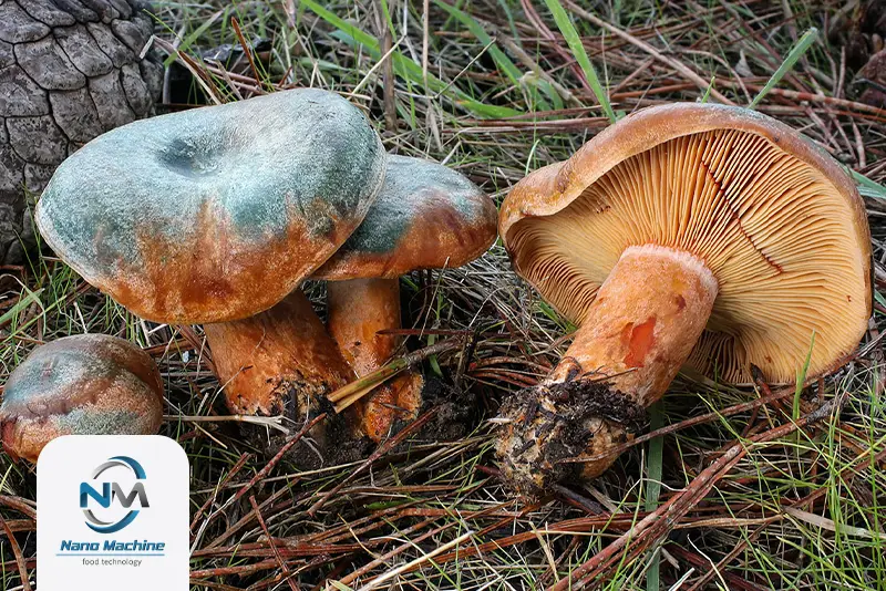قارچ Lactarius