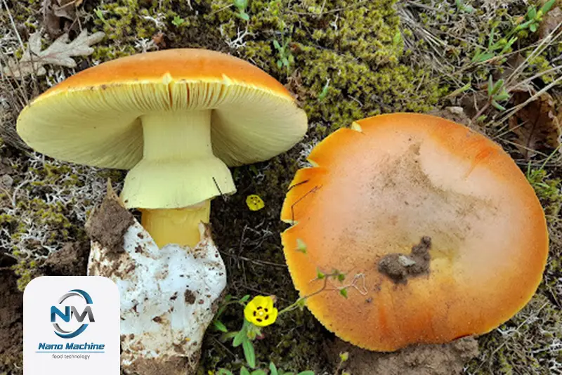 قارچ Amanita caesarea