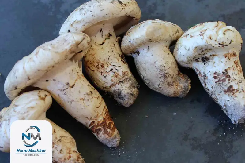 قارچ matsutake