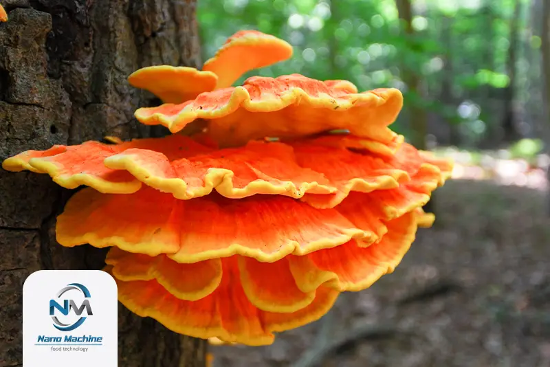 قارچ chicken of the woods