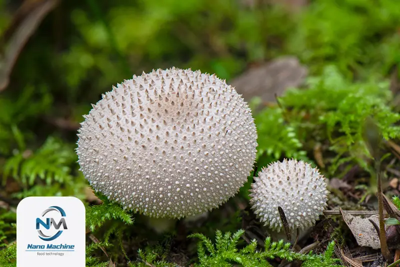 قارچ puffball