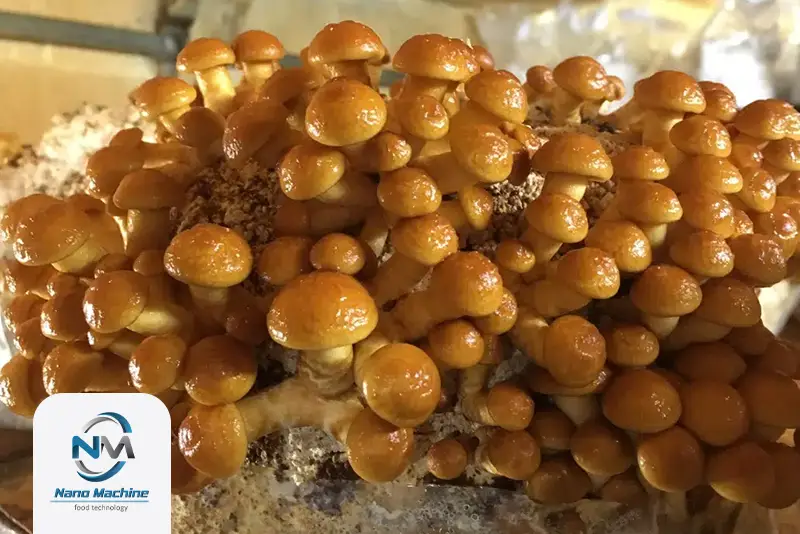 قارچ nameko