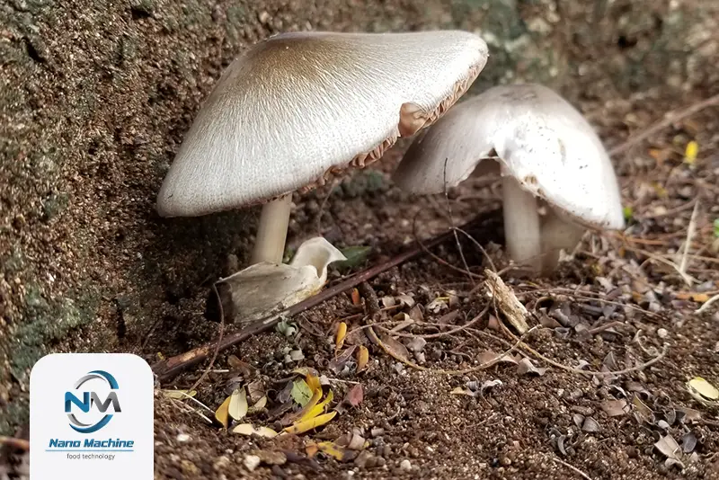 قارچ straw mushroom