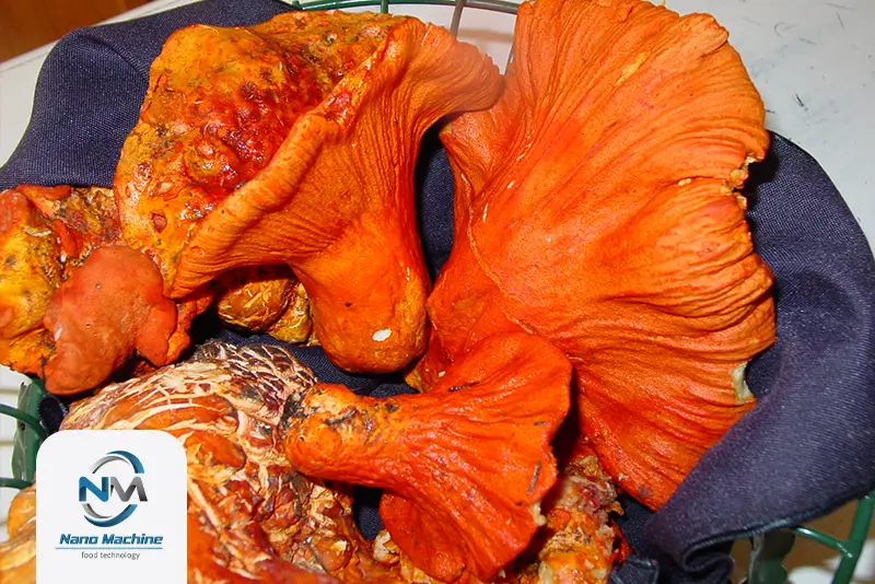 قارچ lobster