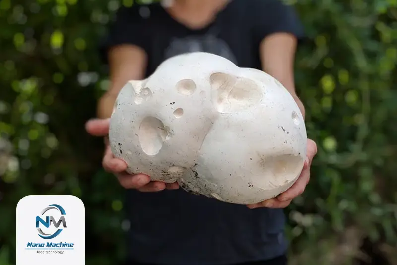 قارچ giant puffball