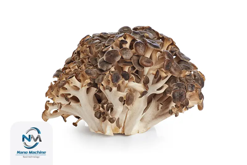 قارچ maitake